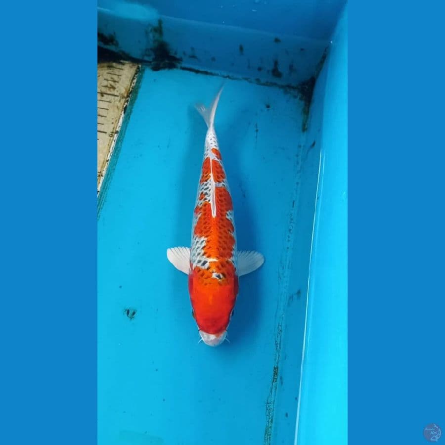 Kujaku 29cm male