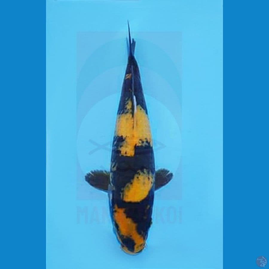 Rare Item Kin Utsuri 