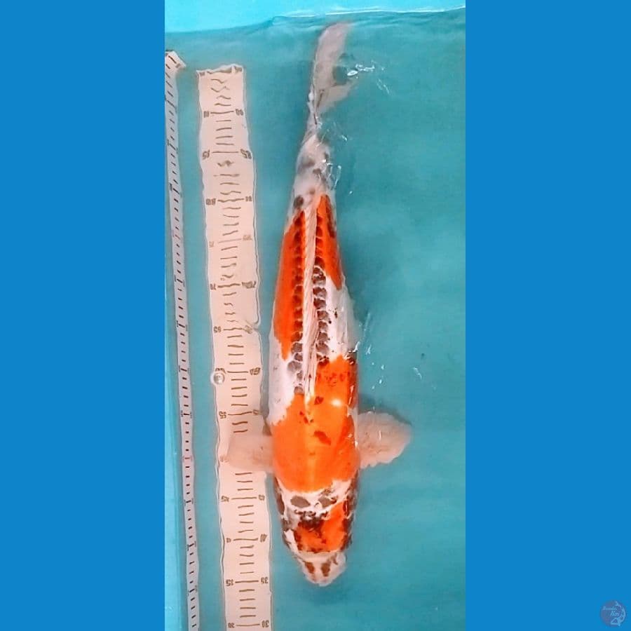 64cm, Jumbo Kikokuryu Original (F)