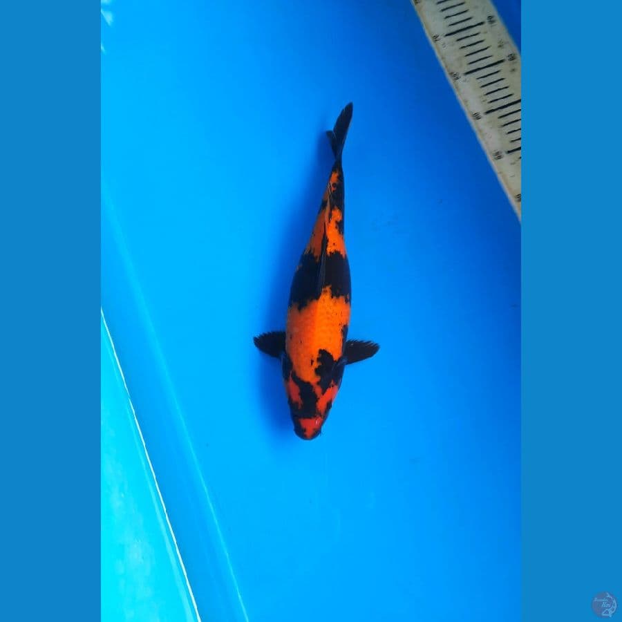 Hi utsuri 31cm female