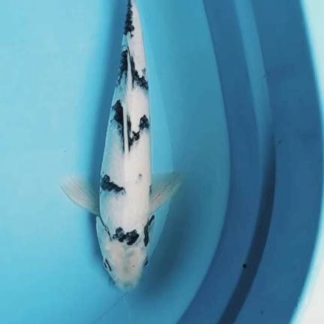 Shiro 32cm