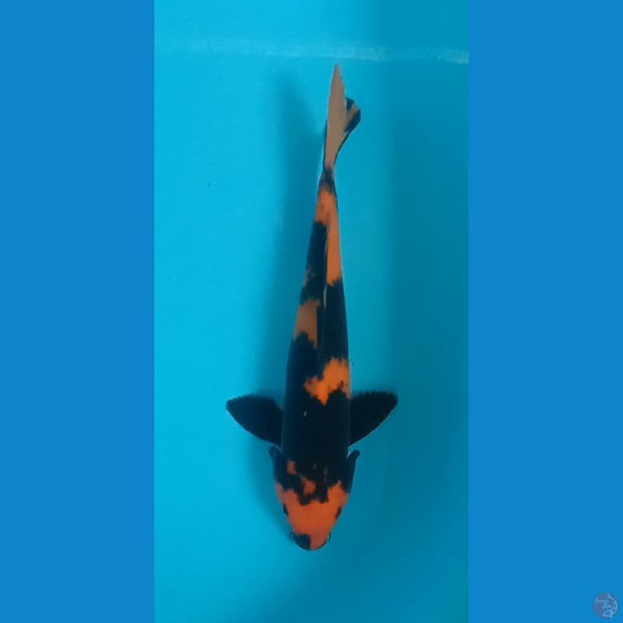 hiu