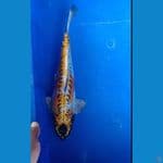 kikoriu 35 cm