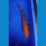 cagoi pekat aragoke 31 cm