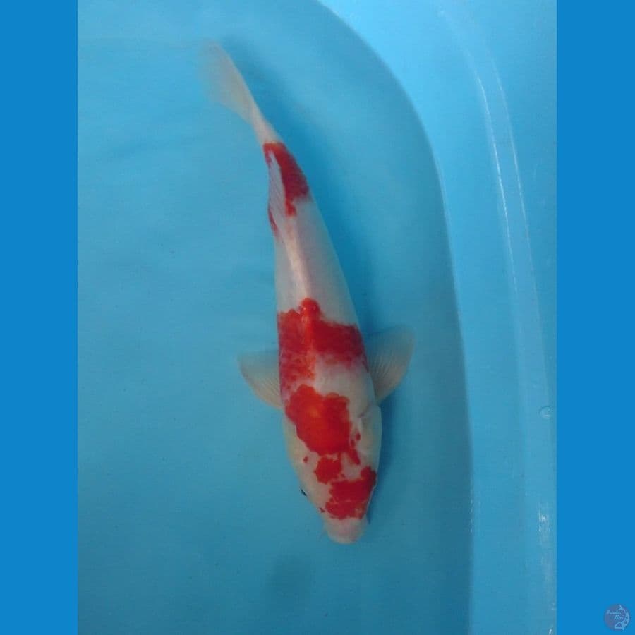 kohaku 37 cm