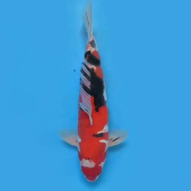 40cm Male Tosai - F1 Sanke Doitsu Joss 