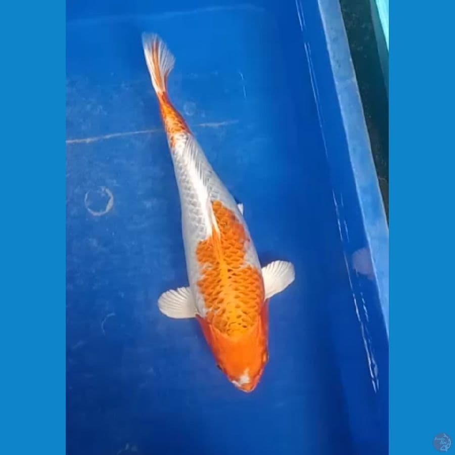 kujaku 31 cm