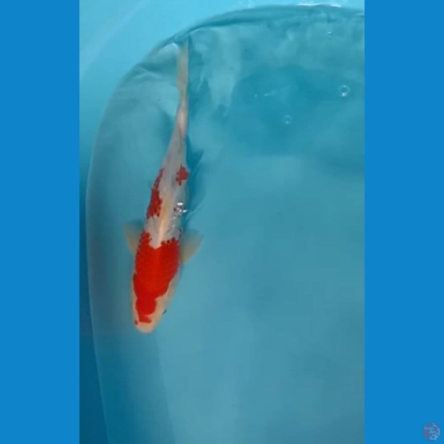 kohaku ori 31 cm