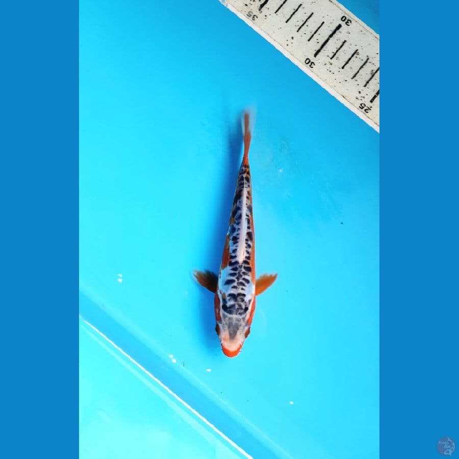 Shusui 16cm