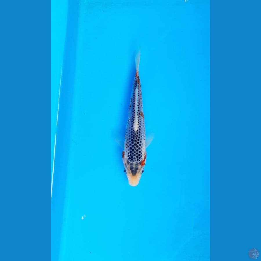asagi 15cm