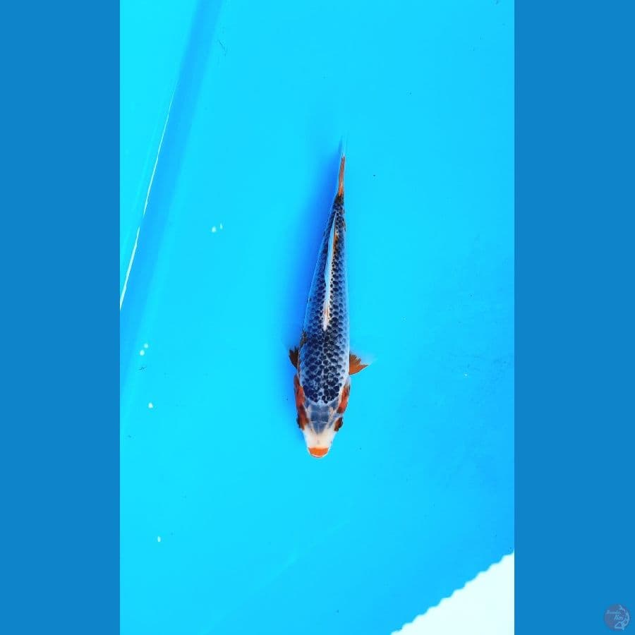 asagi 17cm