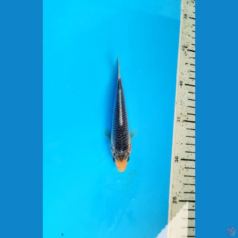 asagi 13cm