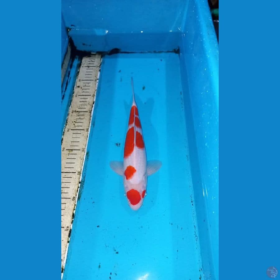 Kohaku 28cm