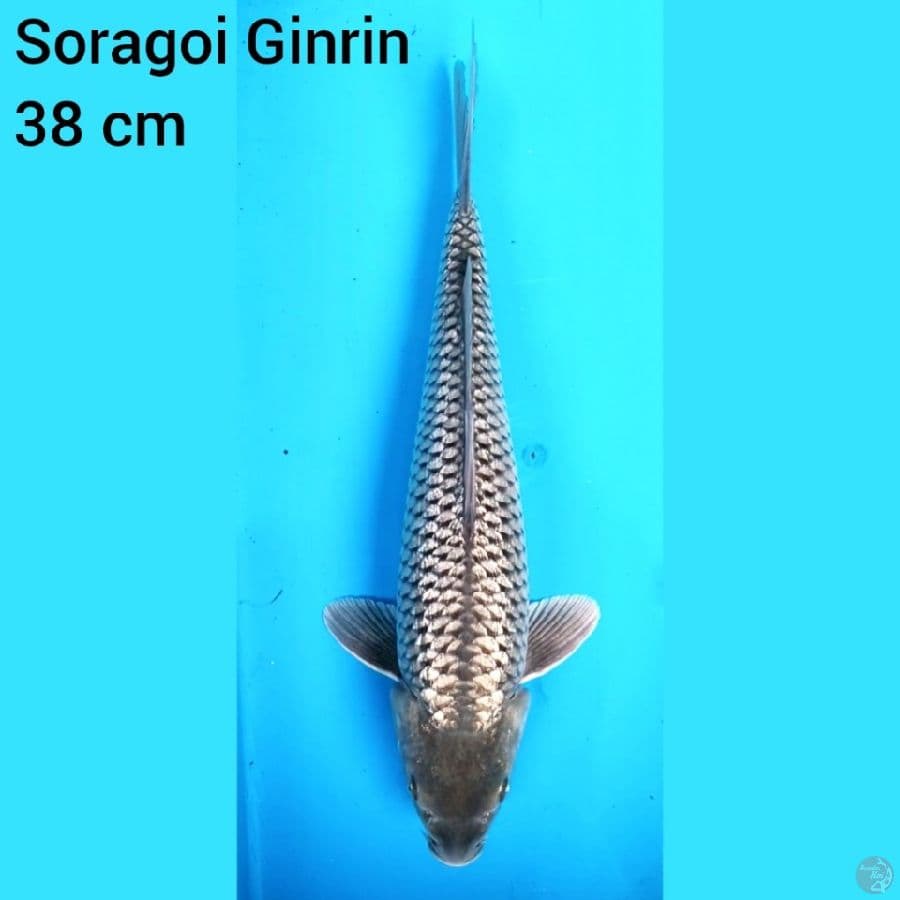 Soragoi Ginrin 38 cm 