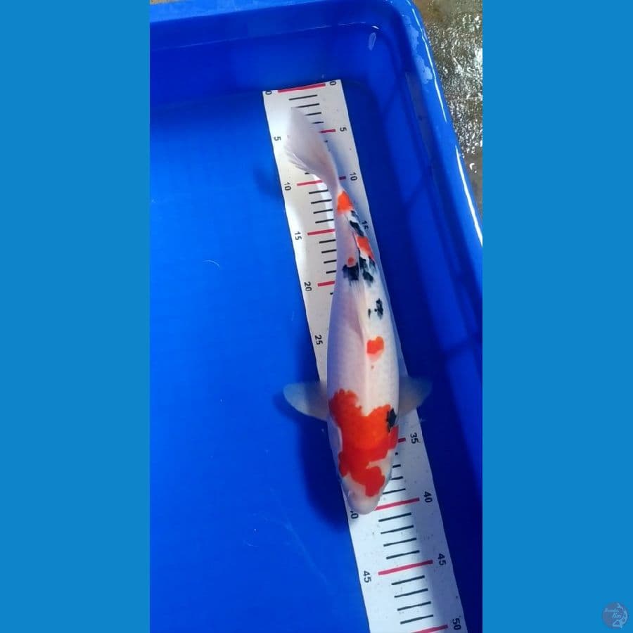 sanke 35cm