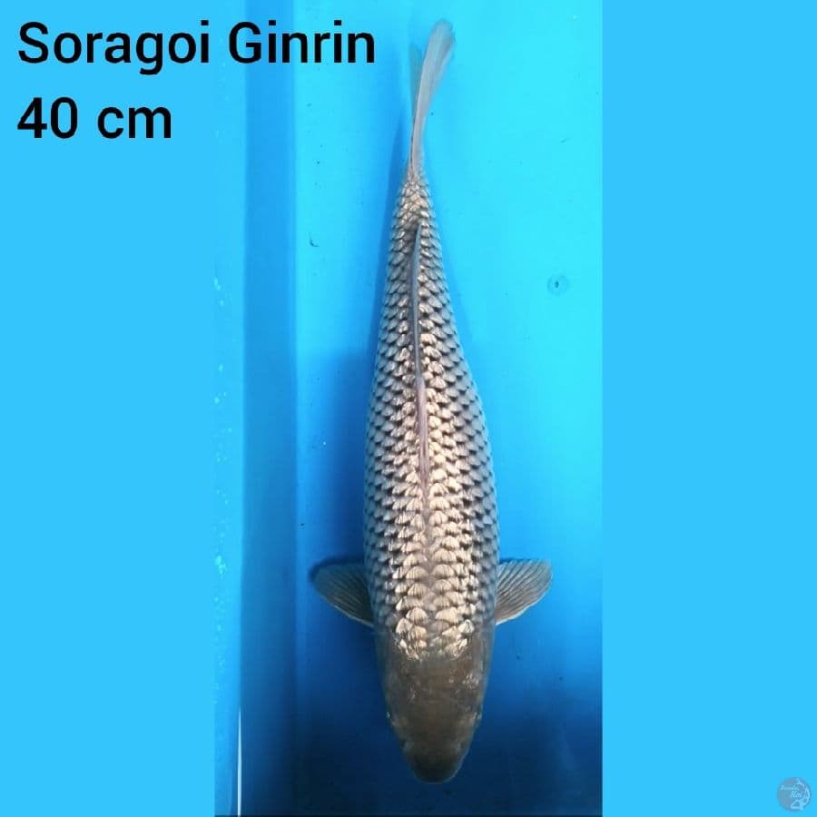 Soragoi Ginrin 40 cm 