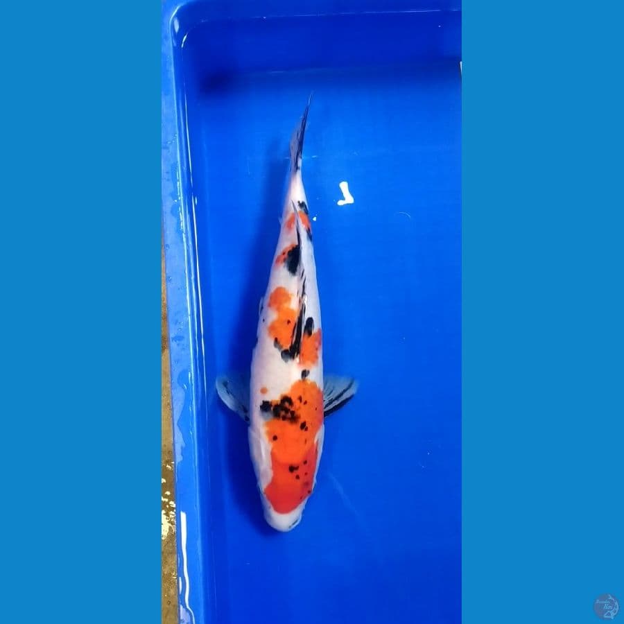 sanke 40cm