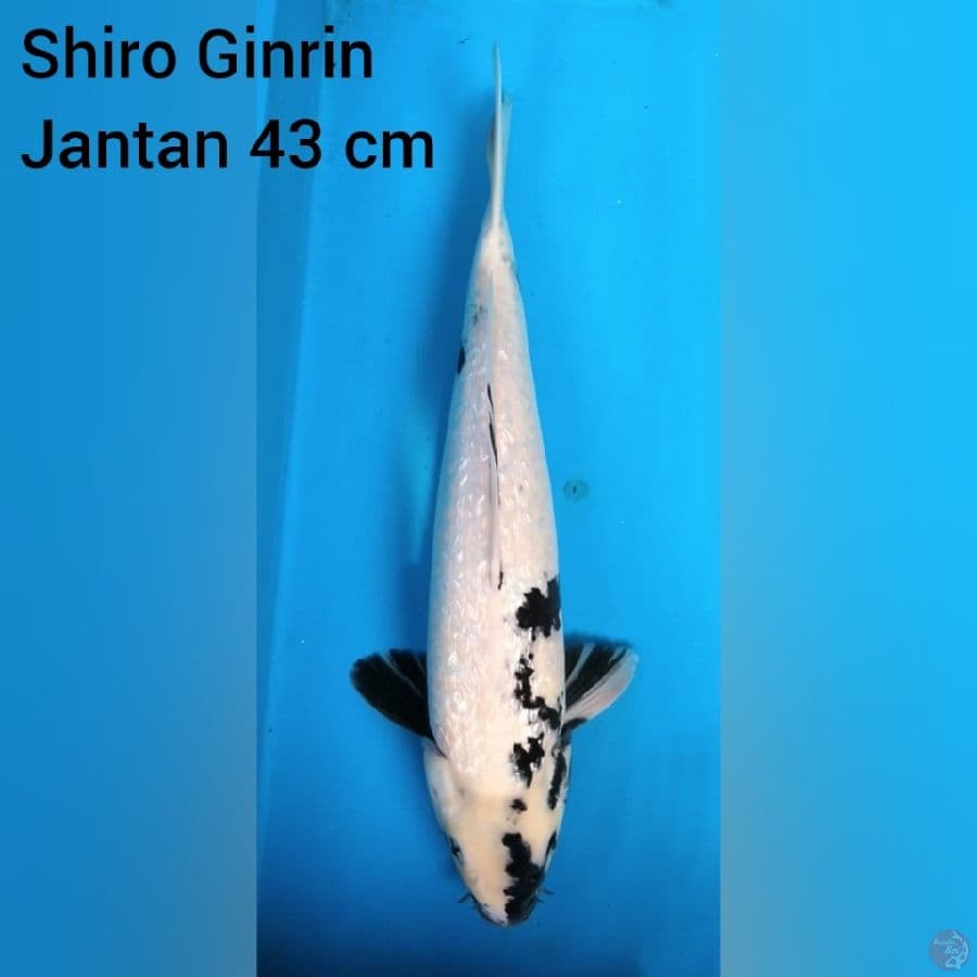 Shiro Ginrin Jantan 43 cm