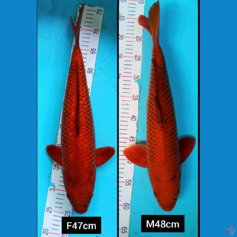 2ekor tembaga chagoi size 50bu