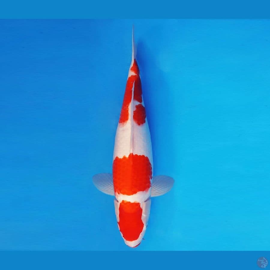 KARURA 8 - KOHAKU 36 cm/fm ®