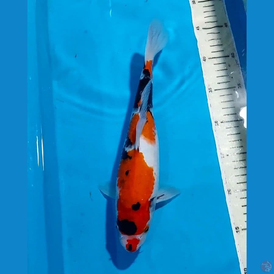 SHOWA 31 CM