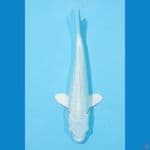 PLATINUM GINRIN 25 CM