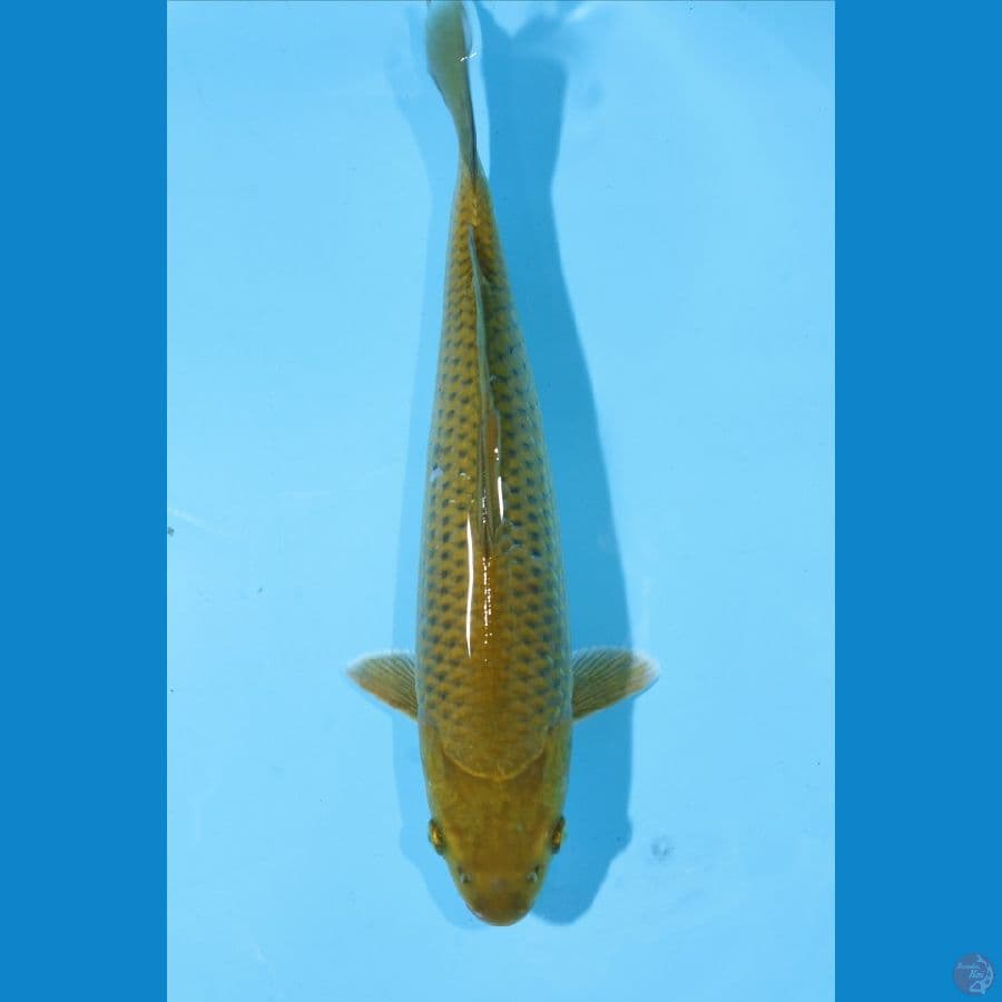 MIDORI 32 CM