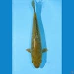 MIDORI 32 CM