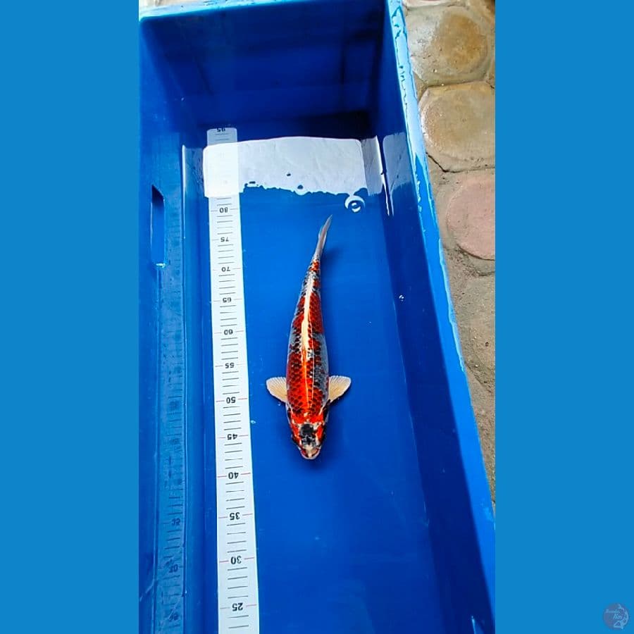 Hariwake 34 cm