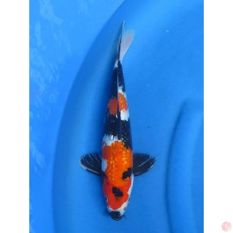 32cm - Showa Ginrin