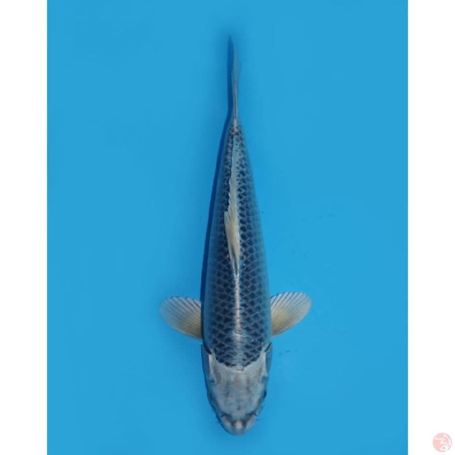 29cm - gin matsuba bersih