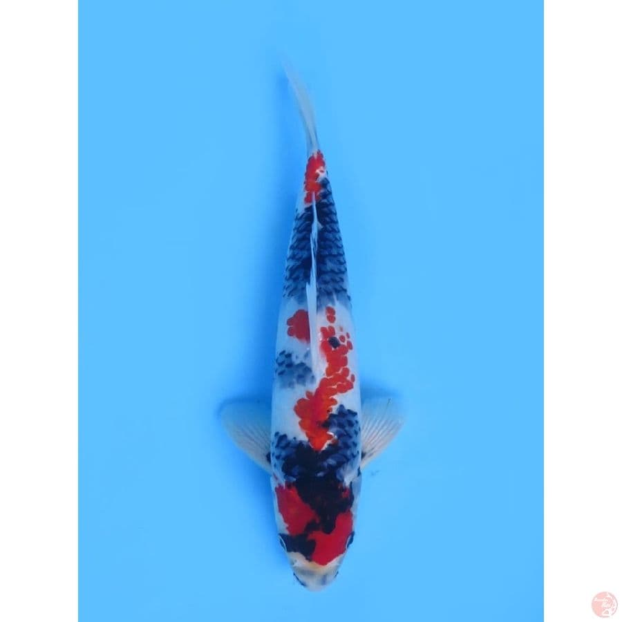 34cm - red showa tategoi