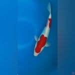 Nindan Kohakub Doitsu 34Cm