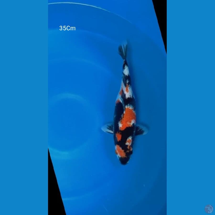 Showa 35Cm