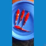 kohaku sanke 24-27 cm