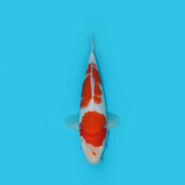 BKS ( KOHAKU 29 CM )