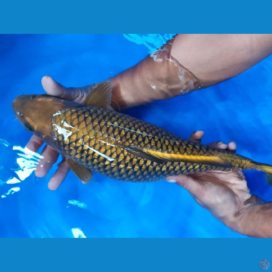 chagoi tembaga gindrim