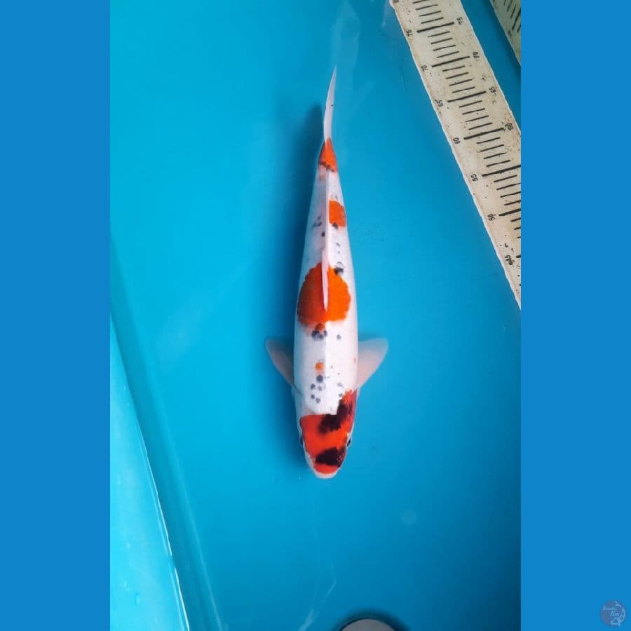Goshiki 40cm Male