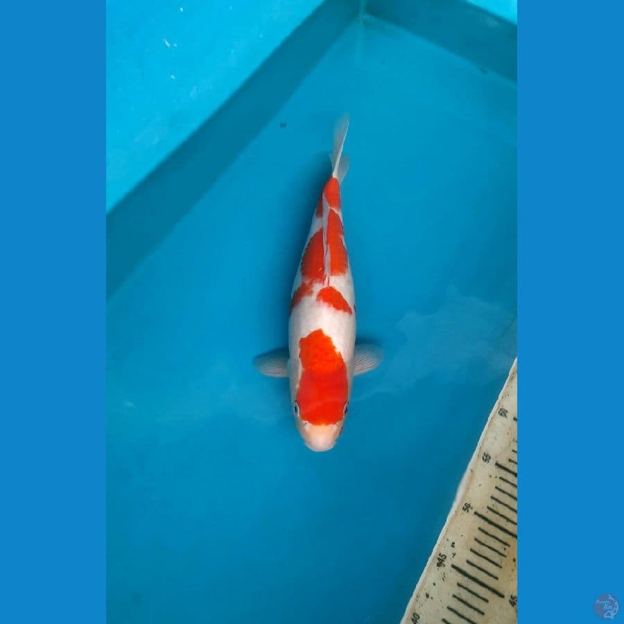 Kohaku 38cm female