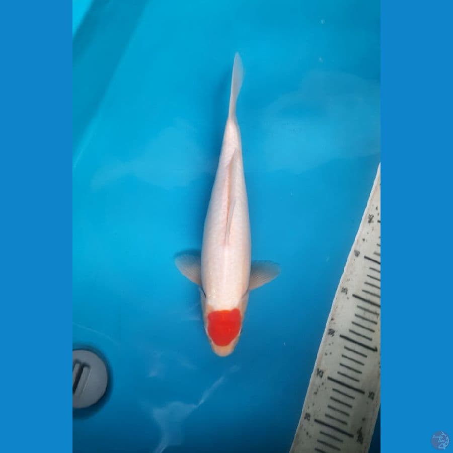Tancho 37cm Male
