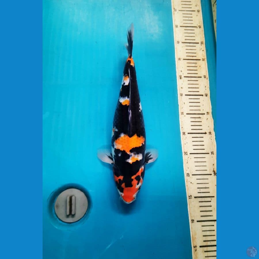 Showa 39cm female