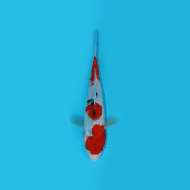 20 cm - KINDAI