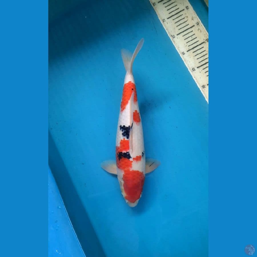 Sanke 37cm male