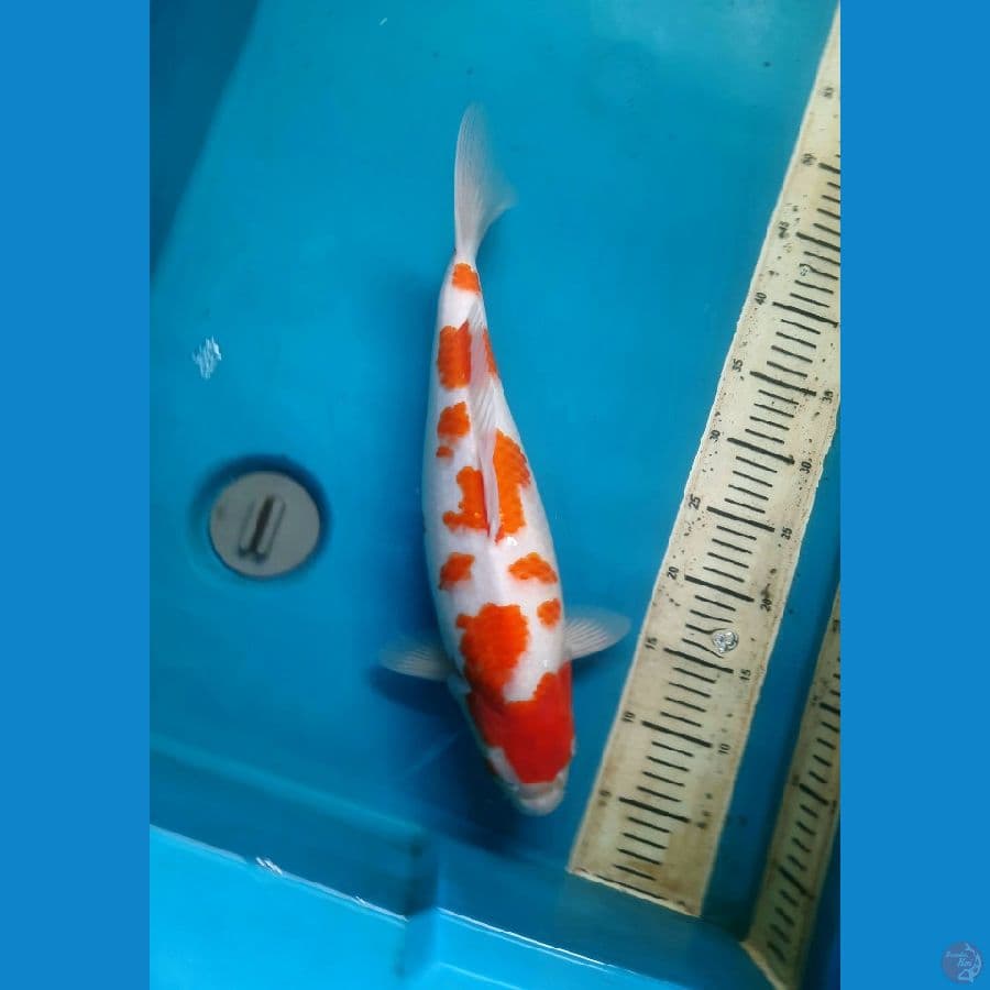 Kohaku sakura 41cm female