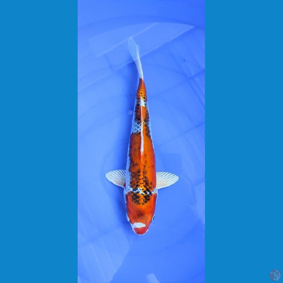 Kujaku 31cm