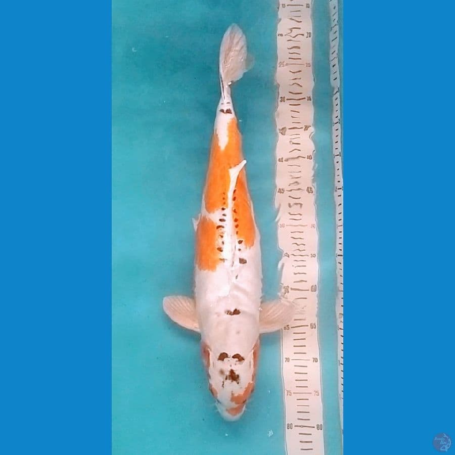 56cm, Jumbo Kikokuryu Original 