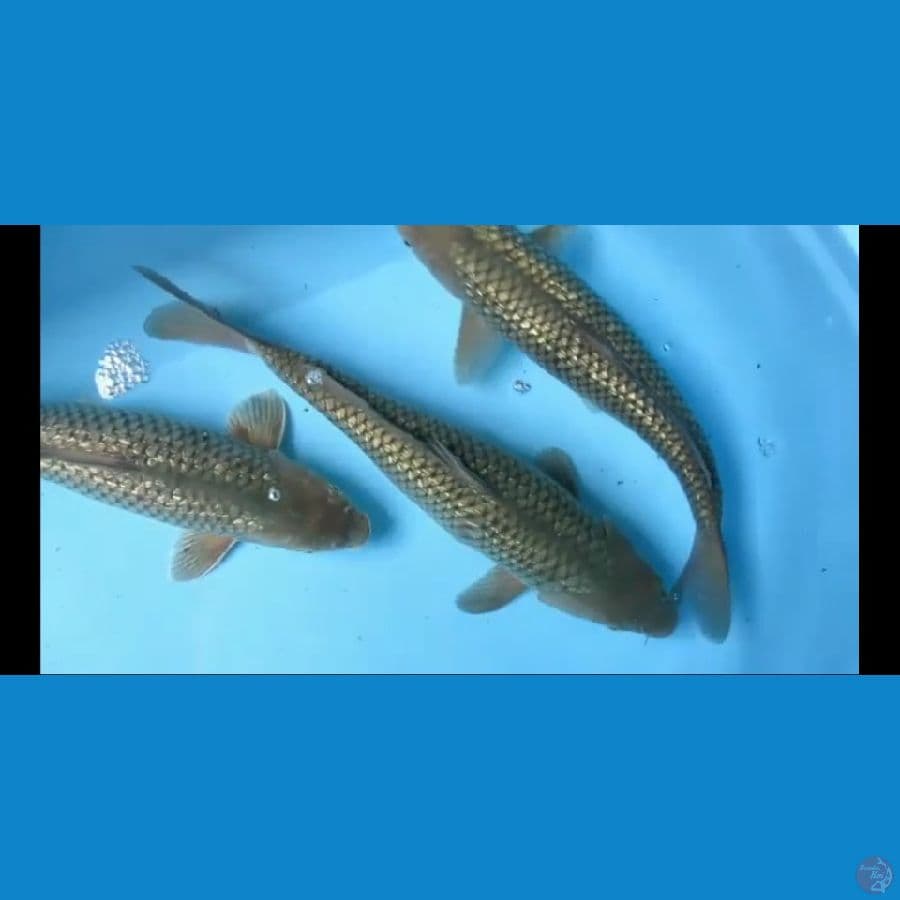 MKC KOI GRUB
