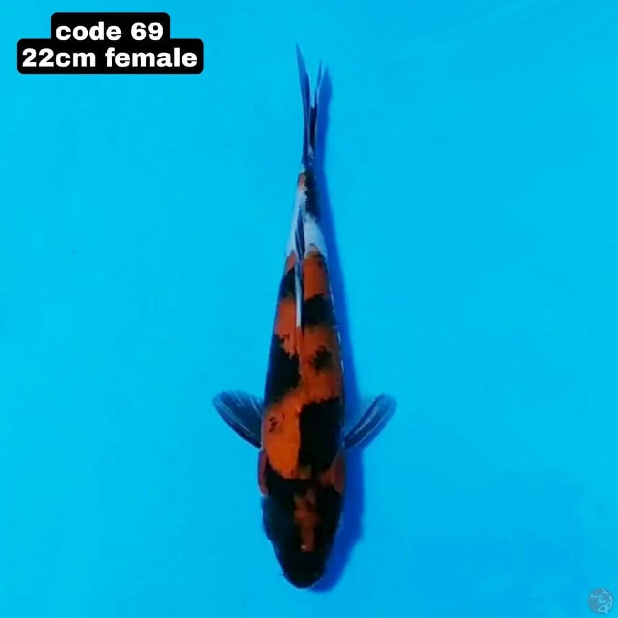 hi showa 22cm female