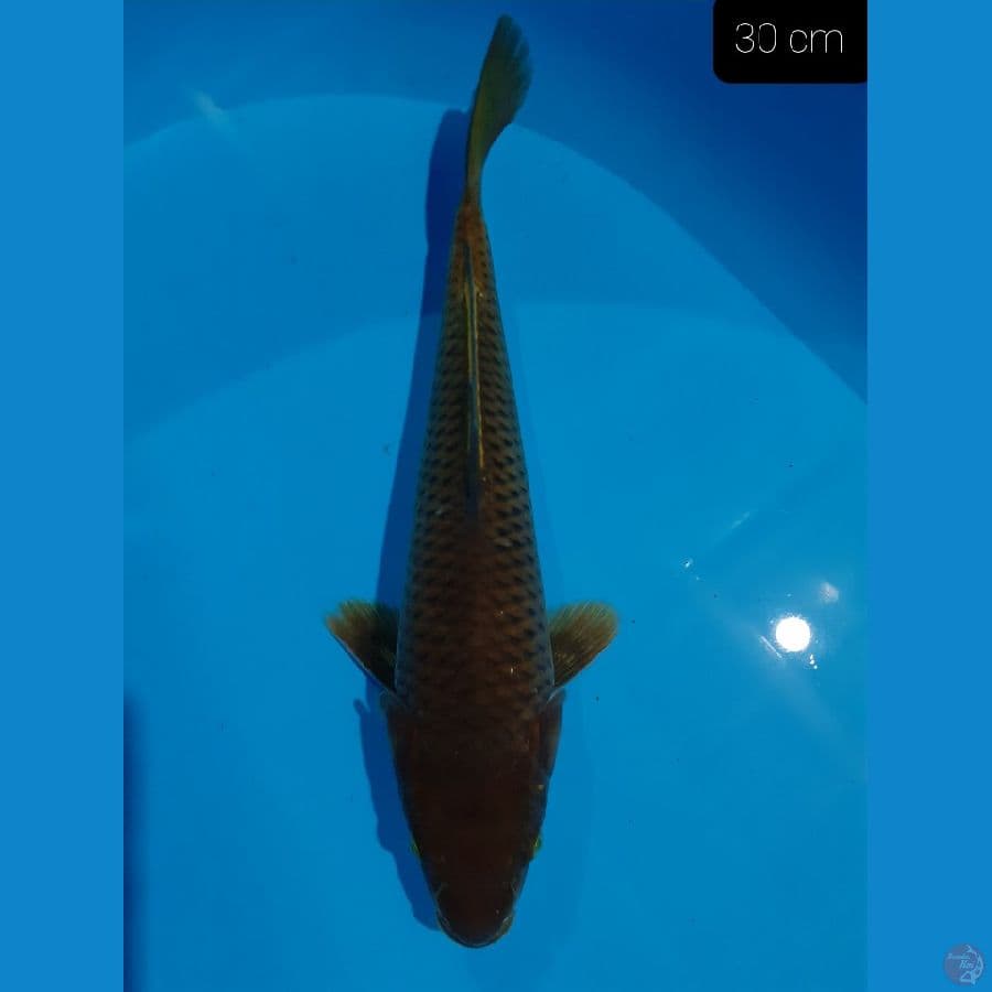 *CHAGOI TEMBAGA 30 CM*