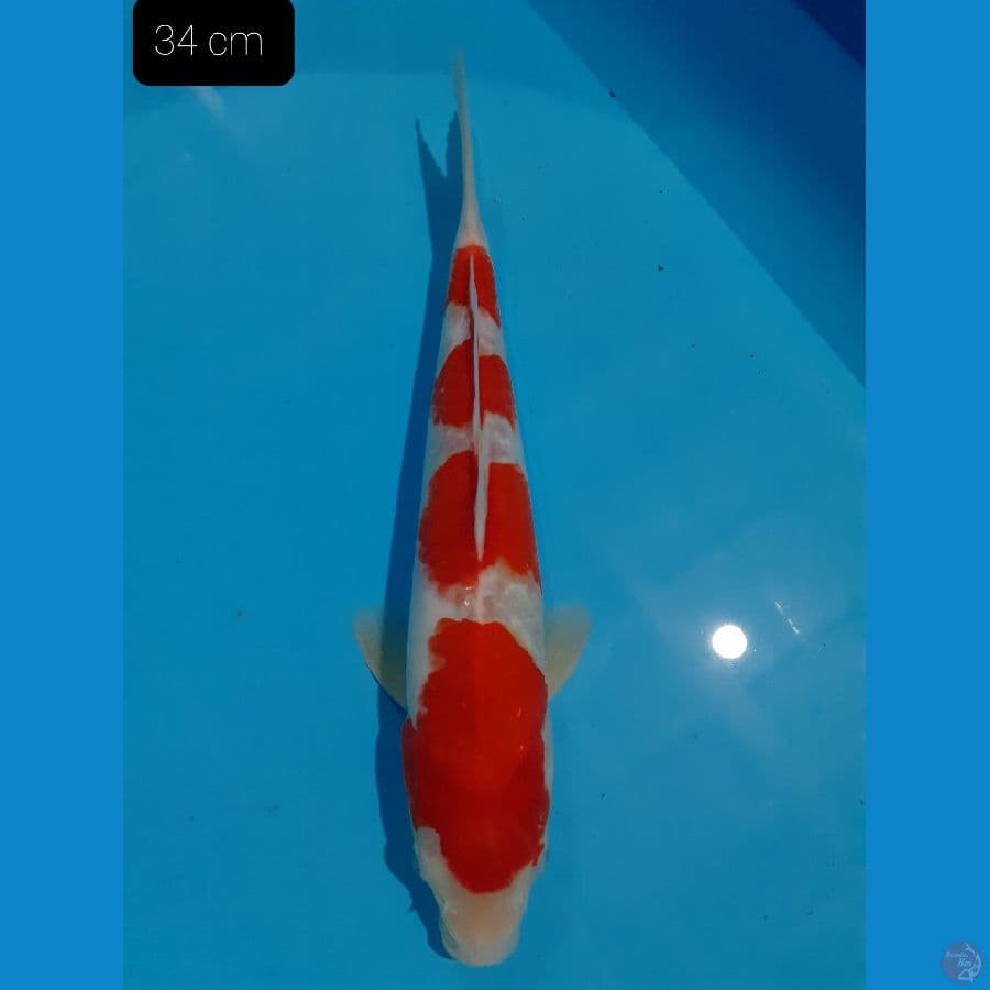 *KOHAKU 34 CM*